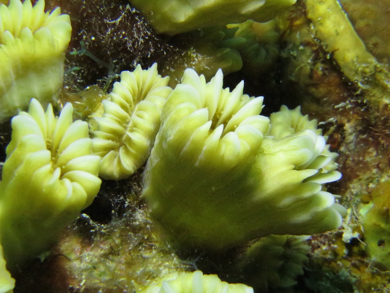 75 Smooth Flower Coral IMG_3304.jpg